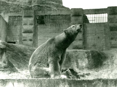 Polar Bear Sam sitting in his enclosure at the foot of the Mappin Terraces, London Zoo, 1923 by Frederick William Bond